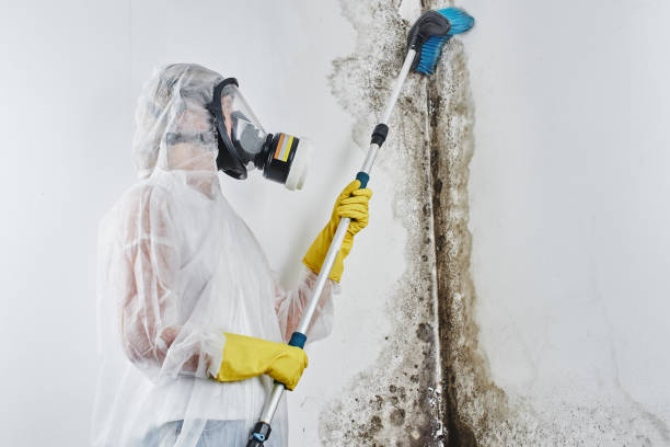 Why You Should Choose Our Mold Remediation Services in Jonesborough, TN